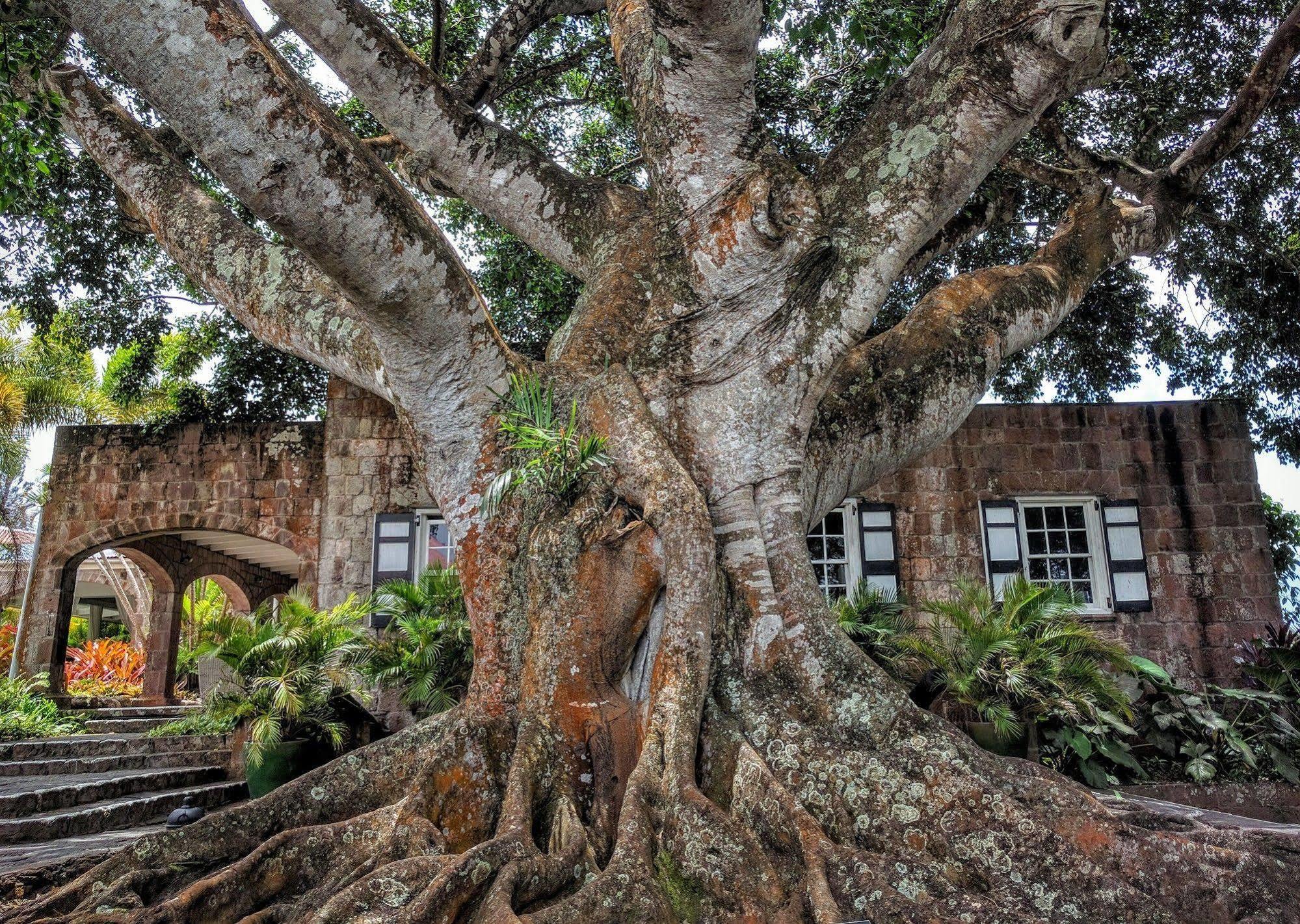 Montpelier Plantation & Beach Charlestown Exterior foto